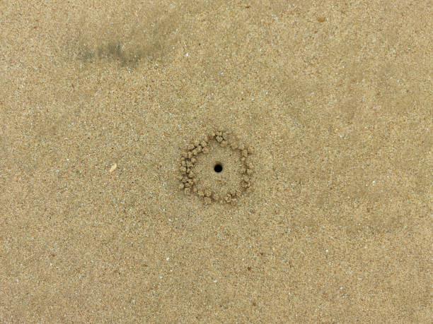 istock the sand circle made by little crab 1324205047