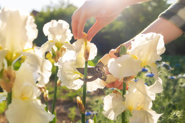 女性の手は、宗派で虹彩の茂みの乾燥した花を切り落とします。日光。クローズアップ。夏のガーデニングのコンセプト - iris single flower flower outdoors ストックフォトと画像
