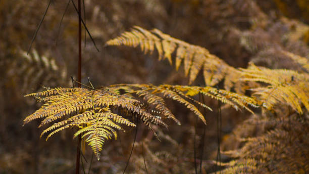 istock Varied flora in the Landes forest, in autumn 1324207190