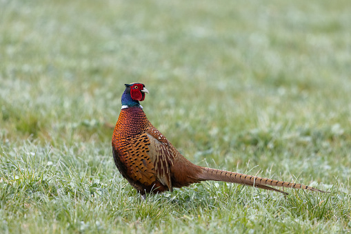 Common pheasant (Phasianus colchicus) standing in a meadow.