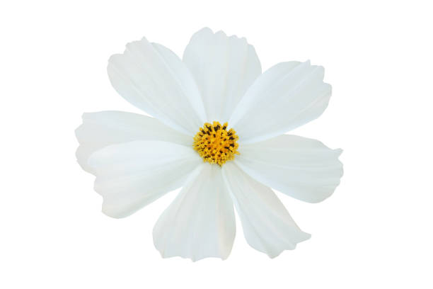 White cosmos flower isolated on white background.