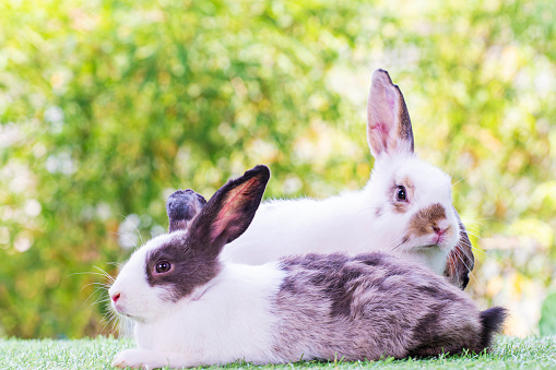 Easter animal concept. Two adorable fluffy rabbits bunny sitting togetherness on the green grass over bokeh summer background
