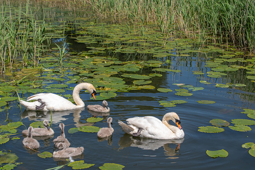 Family of swans with fluffy grey cygnets on a canal with green lilly pads and reeds on a sunny day.