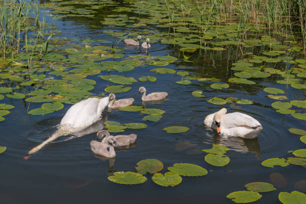 Family of swans with fluffy grey cygnets on a canal with green lilly pads and reeds on a sunny day.