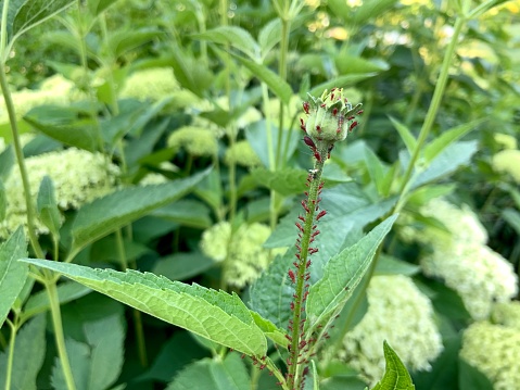 Red aphids on Heliopsis
