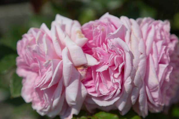 istock Three rosy roses in full bloom with blurry background 1324209207