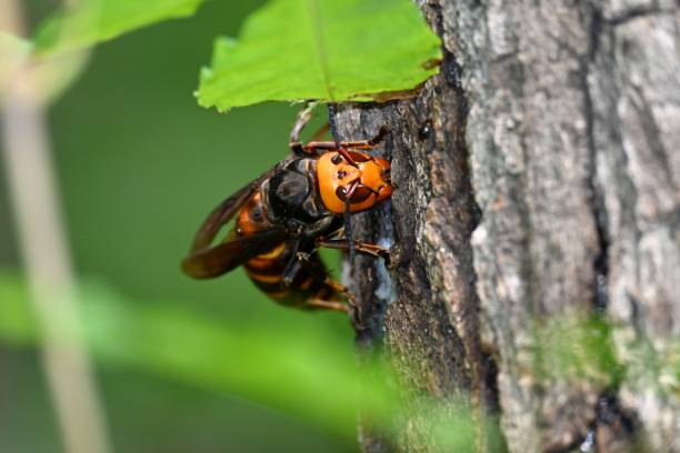 istock Queen bee of the giant hornet 1324209238