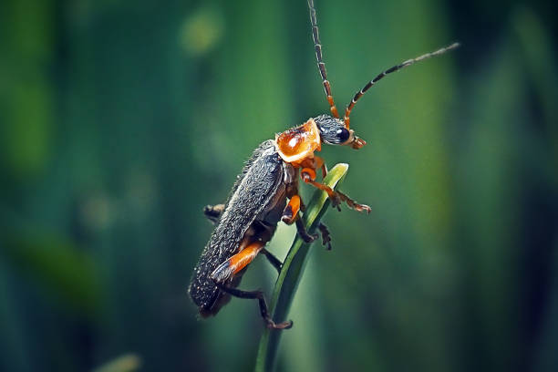 Cantharidae Soldier Beetle Insect. Digitally Enhanced Photograph.