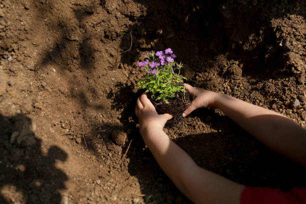 istock Planting Flowers Outside 1324213781