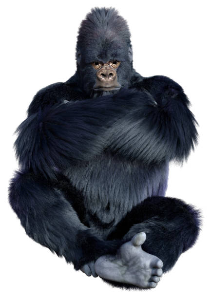 istock 3D illustration black gorilla ape on white 1324214961