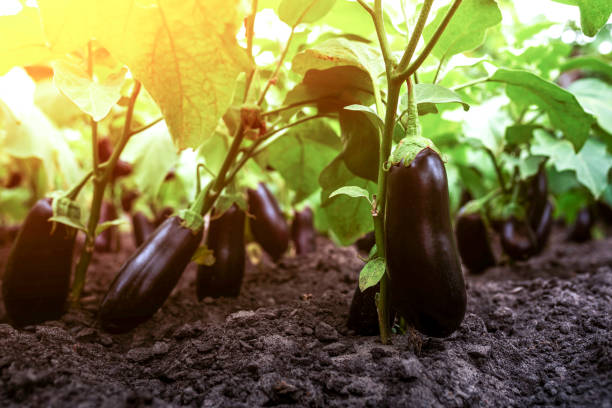 berenjena madura en una rama en el invernadero al atardecer. cultivo de berenjena fresca en rama al atardecer. concepto de bio agricultura - eggplant fotografías e imágenes de stock