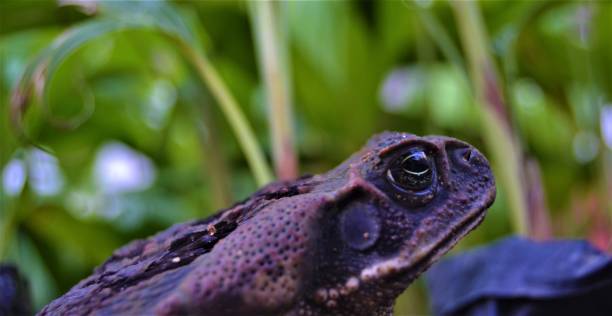 sapo de cana (rhinella marina) - cane toad toad wildlife nature - fotografias e filmes do acervo