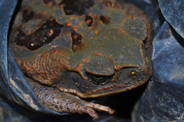sapo de cana (rhinella marina) - cane toad toad wildlife nature - fotografias e filmes do acervo