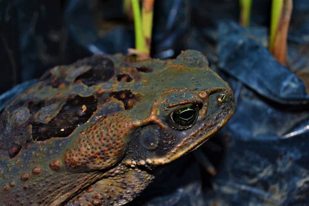 кане жаба (рейнелла марина) - cane toad toad wildlife nature стоковые фото и изображения