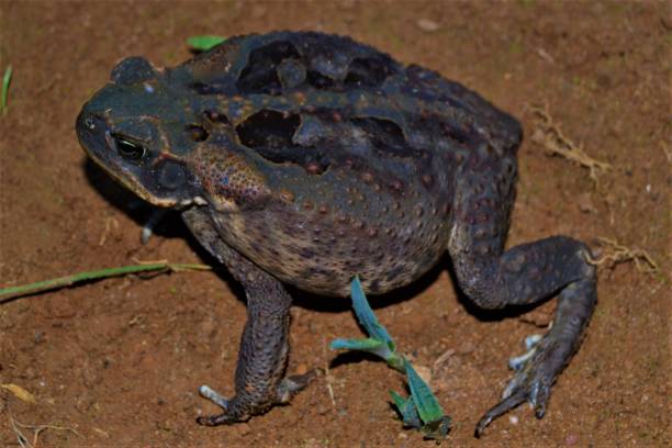кане жаба (рейнелла марина) - cane toad toad wildlife nature стоковые фото и изображения