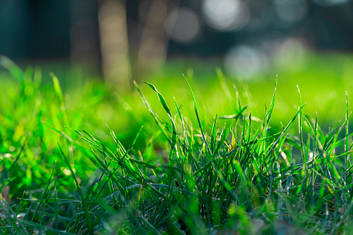 Sunlight with earth sphere crystal or sustainable globe glass on green moss nature background in ecology environment forest. concept of tree conservation environmental, protection planet eco.