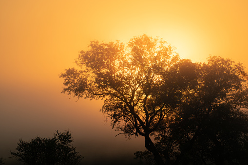 Beautiful tree silhouette in morning haze during sunrise