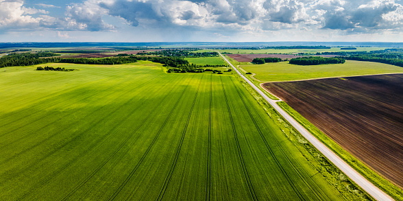 Beautiful green field of wheat. Aerial panoramic shot.