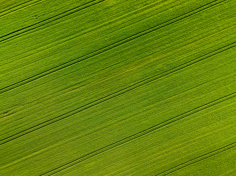 Beautiful green field of wheat from above