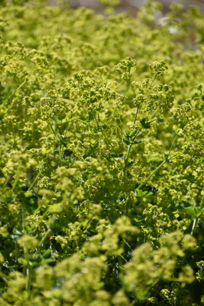 Close up on an abundance of blooming lady`s mantels. Vitality and beauty - a wilderness of flowers in the morning light - a swarm of flowers. How To Grow Alchemilla Mollis From Seed stock pictures, royalty-free photos & images