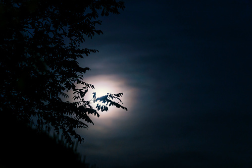 Night sky and Halloween concept: Dark heaven with bright full moon hiding behind misty clouds. Black tree leafs at frame site. Natural background with large copy space for celebration message and special event invitation.