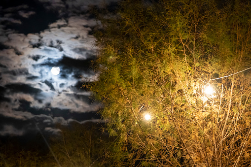 Night sky and Halloween concept: Dark heaven with bright full moon hiding behind misty clouds. Black tree leafs at frame site. Natural background with large copy space for celebration message and special event invitation.