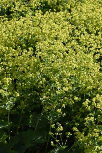 istock Blooming lady`s mantles in the morning light. 1324218232