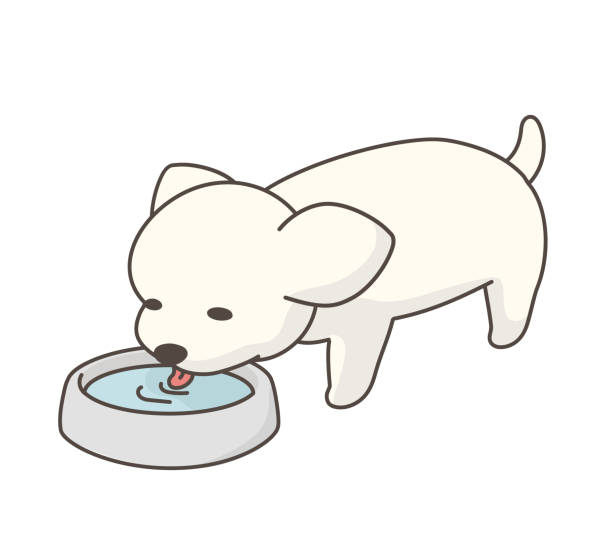 Perro Tomando Agua Vectores Libres de Derechos - iStock Perro Tomando Agua Vectores Libres de Derechos - iStock