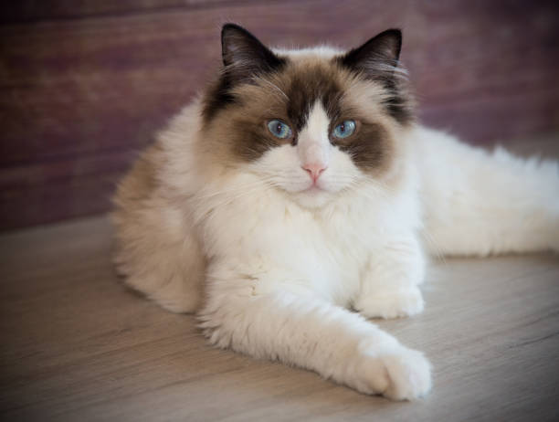 istock Young beautiful purebred Ragdoll cat at home 1324219537