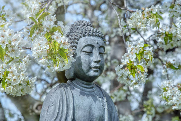 istock Buddha face under the flowering cherry tree 1324220536