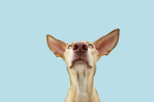 istock Attentive hungry dog looking at camera. Isolated on blue colored background 1324223435