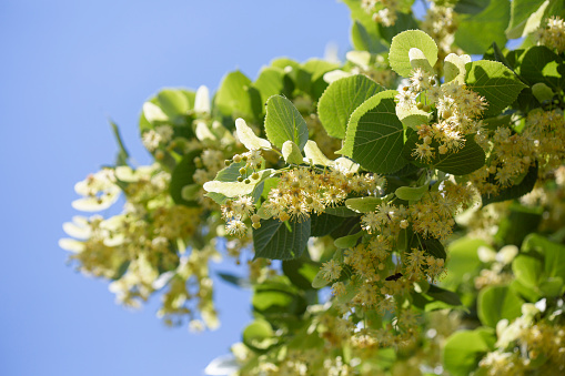 April 8, 2024: Top section of a large bush full of white flowers in spring