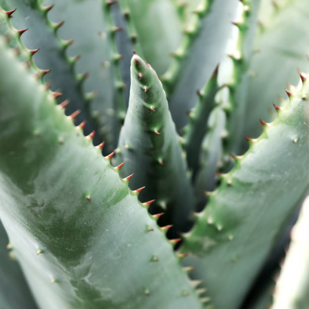 istock Aloe Vera plant, abstract close-up. 1324224723