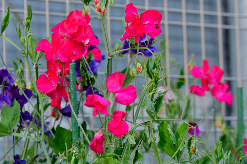 Sweet pea is an annual climbing plant with flowers that bloom in shades of red, pink, blue, purple and white. It grows and behaves much like its relative, edible pea. However, sweet pea is not to be eaten, because its seeds are toxic if digested in quantity.