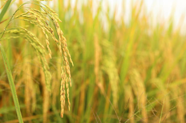 istock Close up ear of rice is growing in the rice fields with blur background. 1324224921