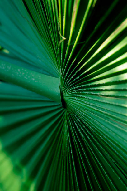 istock Abstrakt palm leaf close-up. 1324225783