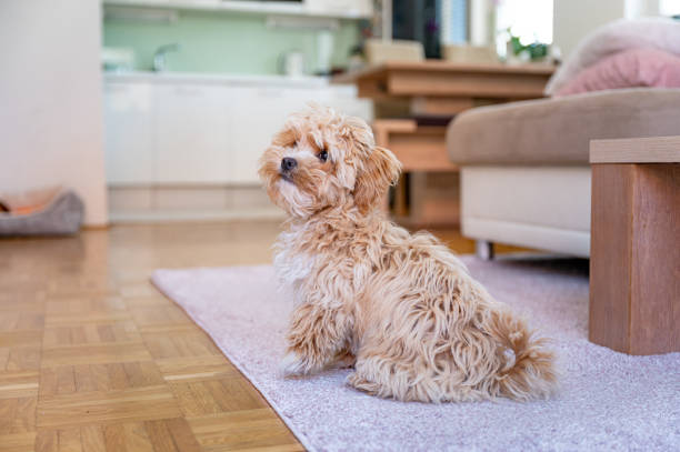 istock Little cute maltipoo puppy 1324226216