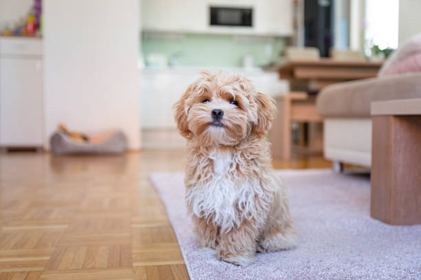 istock Little cute maltipoo puppy 1324226217