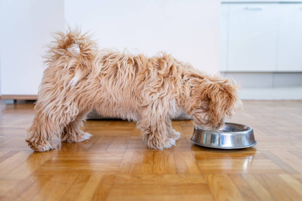 istock Little cute maltipoo puppy 1324226251