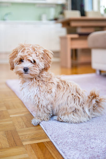 istock Little cute maltipoo puppy 1324226280