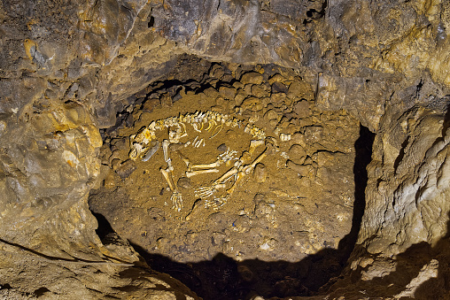 Cave bear skeleton. Bones of a cave bear skeleton. Ursus spelaeus.