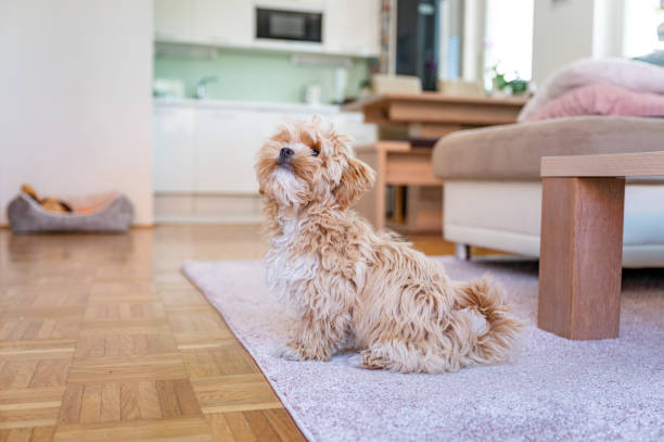 istock Little cute maltipoo puppy 1324226293