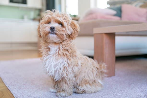 istock Little cute maltipoo puppy 1324226321