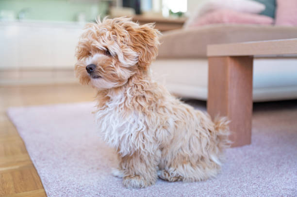 istock Little cute maltipoo puppy 1324226322
