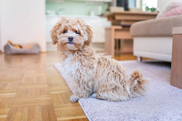 istock Little cute maltipoo puppy 1324226326