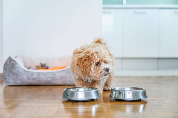 istock Little cute maltipoo puppy 1324226329