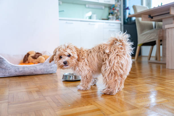 istock Little cute maltipoo puppy 1324226333