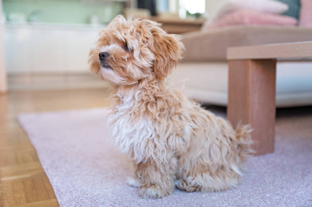 istock Little cute maltipoo puppy 1324226347