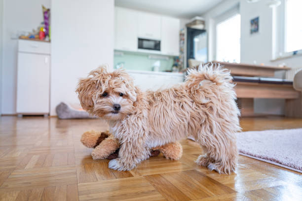 istock Little cute maltipoo puppy 1324226352