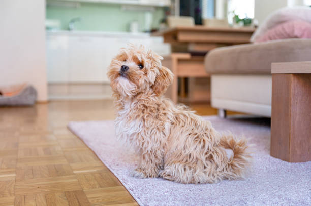 istock Little cute maltipoo puppy 1324226374